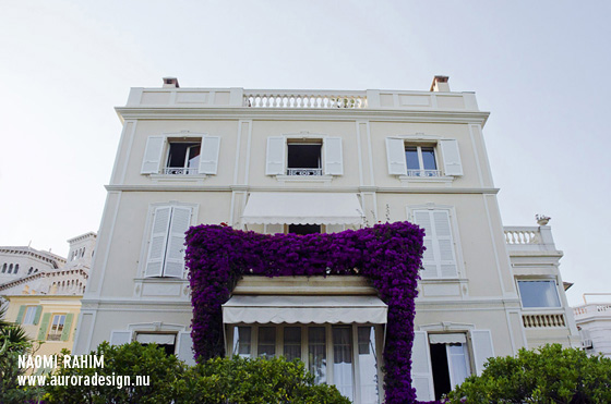 Gorgeous home with creeping phlox flowers